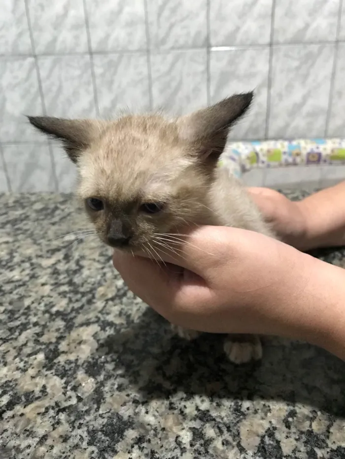 Gato raça SRD-ViraLata idade 2 a 6 meses nome Sem nome ainda