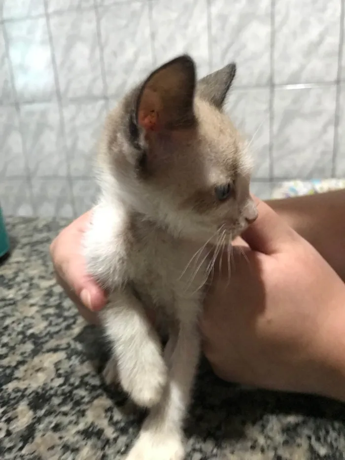 Gato raça SRD-ViraLata idade 2 a 6 meses nome Sem nome 
