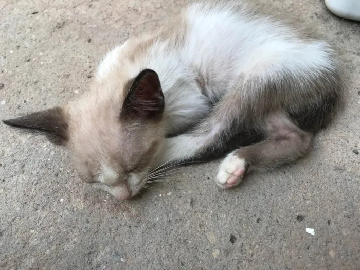 Gato raça SRD-ViraLata idade 2 a 6 meses nome Sem nome 