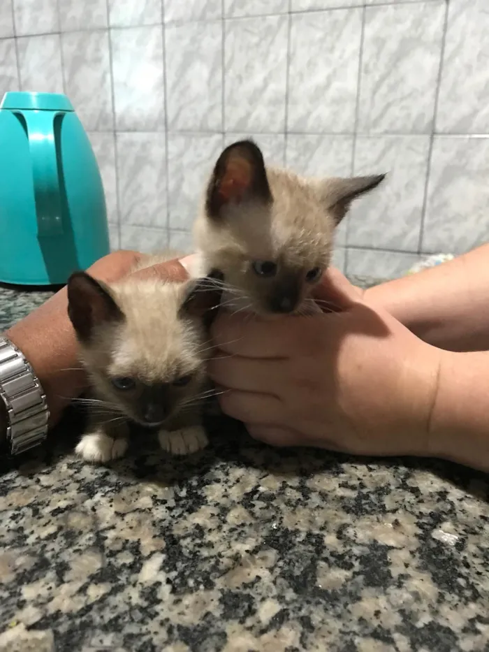 Gato raça SRD-ViraLata idade 2 a 6 meses nome S/ Nome