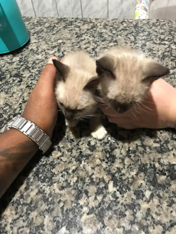 Gato raça SRD-ViraLata idade 2 a 6 meses nome S/ Nome