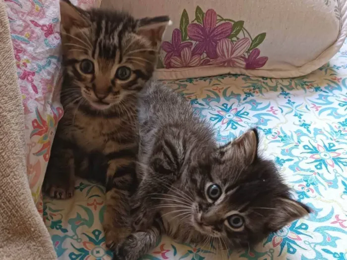 Gato ra a gatinhos idade Abaixo de 2 meses nome Nilo e Hestia