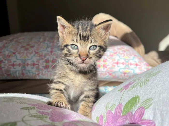 Gato ra a gatinhos idade Abaixo de 2 meses nome Nilo e Hestia