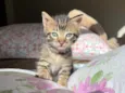 Nilo e Hestia