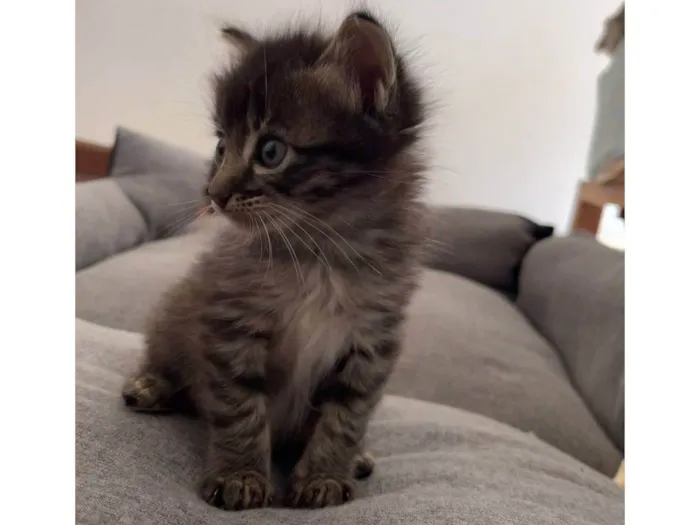 Gato ra a gatinhos idade Abaixo de 2 meses nome Nilo e Hestia