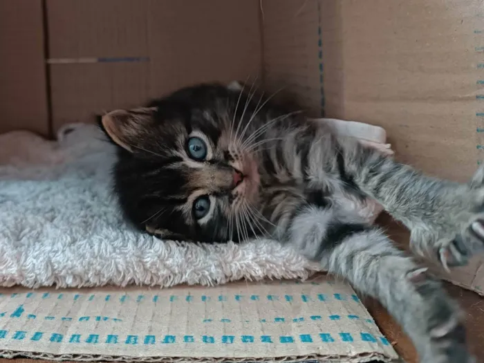 Gato ra a gatinhos idade Abaixo de 2 meses nome Nilo e Hestia