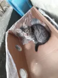 Bebe