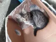 Bebe