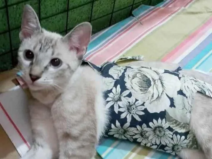 Gato ra a Srd idade 7 a 11 meses nome Cristal