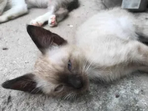 Gato raça SRD-ViraLata idade 2 a 6 meses nome Sem nome ainda