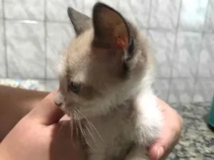 Gato raça SRD-ViraLata idade 2 a 6 meses nome Sem nome 
