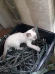 Bebe
