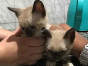 Gato raça SRD-ViraLata idade 2 a 6 meses nome S/ Nome