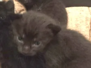 Gato raça SRD-ViraLata idade Abaixo de 2 meses nome RESERVA DE BEBÊS