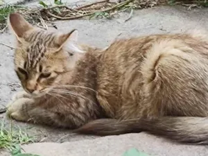 Gato raça SRD-ViraLata idade 1 ano nome BELLA