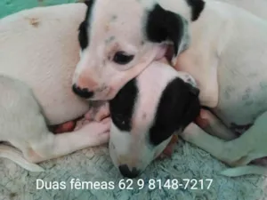 Cachorro raça Brasileira  idade 2 a 6 meses nome Mimi