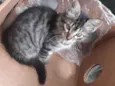 Bebe