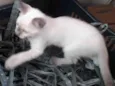 Bebe