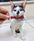 Gato raça SRD-ViraLata idade 2 a 6 meses nome Kitty bb2meses lindíssima 