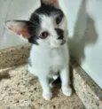 Gato raça SRD-ViraLata idade 2 a 6 meses nome Kitty bb2meses lindíssima 