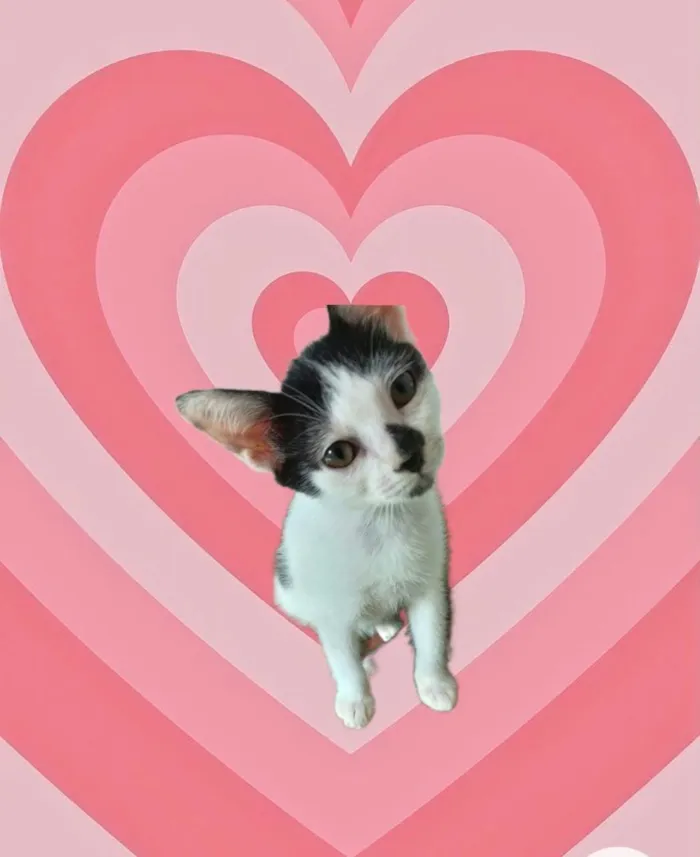 Gato raça SRD-ViraLata idade 2 a 6 meses nome Kitty bb2meses lindíssima 