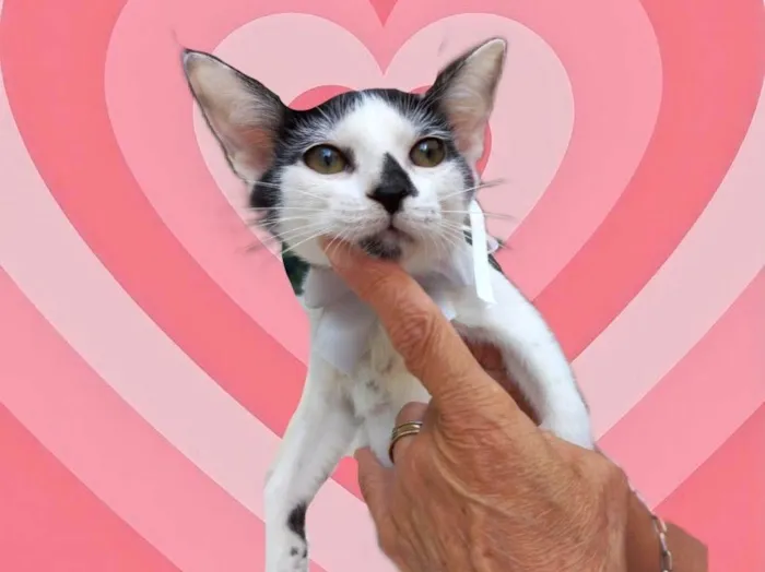 Gato raça SRD-ViraLata idade 2 a 6 meses nome Kitty bb2meses lindíssima 