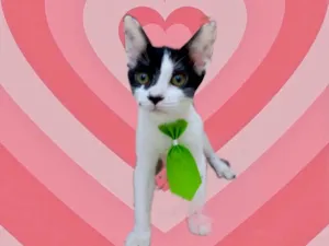 Gato raça SRD-ViraLata idade 2 a 6 meses nome Sonic bb2meses 