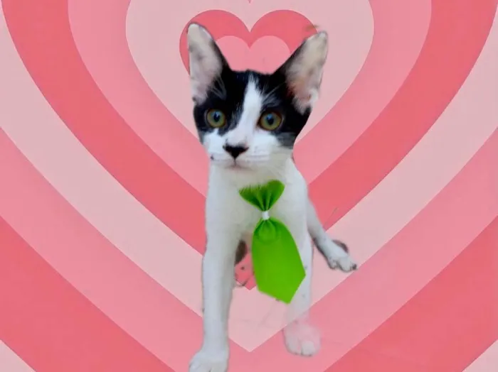 Gato raça SRD-ViraLata idade 2 a 6 meses nome Sonic bb2meses 