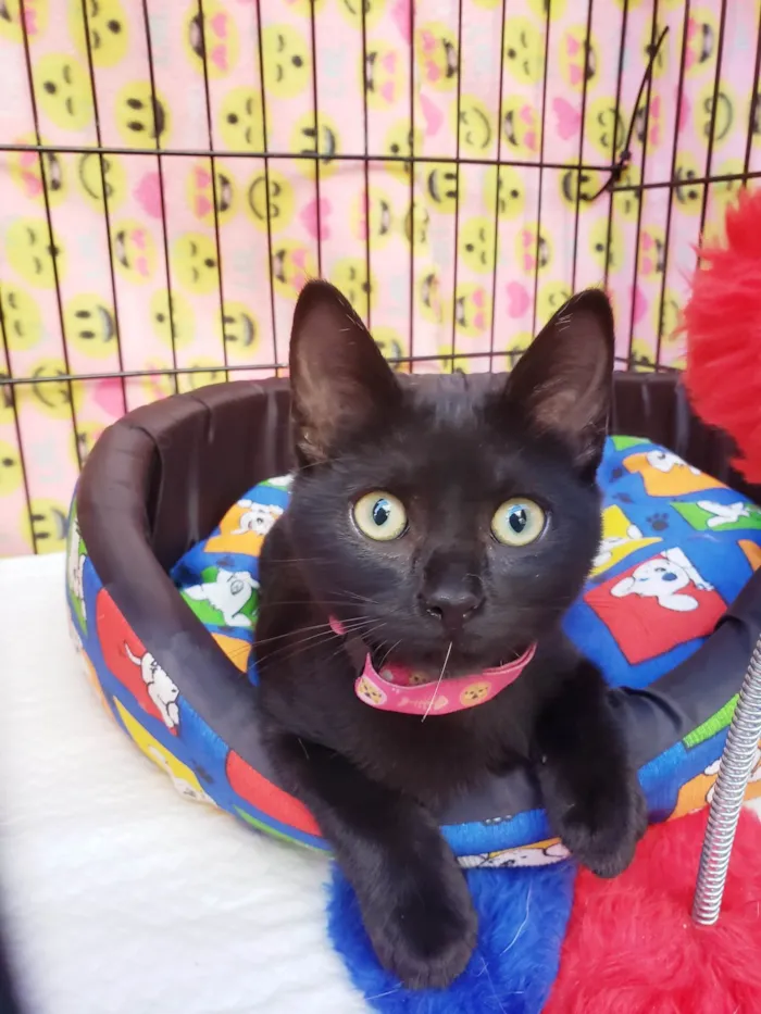 Gato raça SRD-ViraLata idade 2 a 6 meses nome Núbia