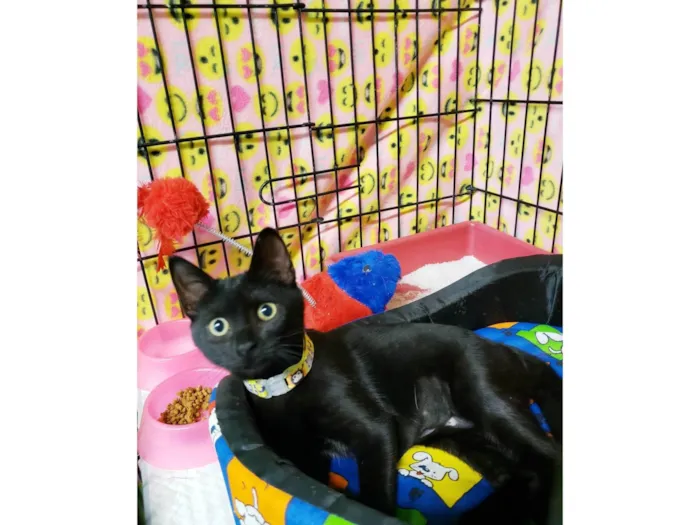 Gato raça SRD-ViraLata idade 2 a 6 meses nome Núbia