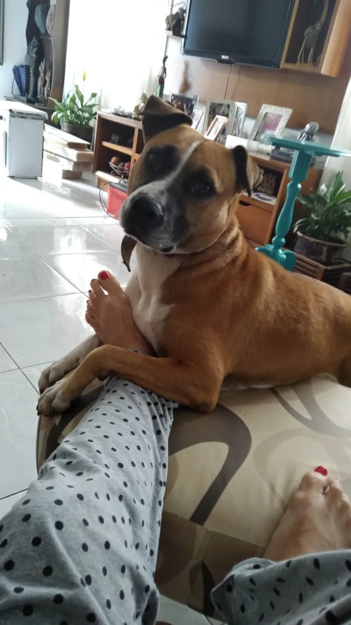 Cachorro ra a Indefinido  idade 4 anos nome Vitória/ laura