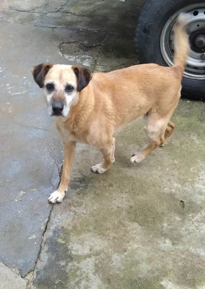 Cachorro ra a Indefinido  idade 4 anos nome Vitória/ laura