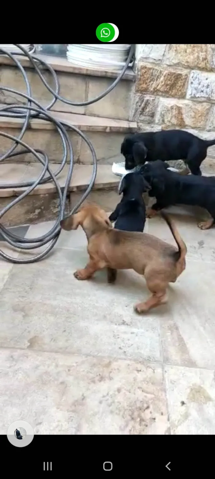 Cachorro ra a Mux daschund  idade 2 a 6 meses nome Filhotes 