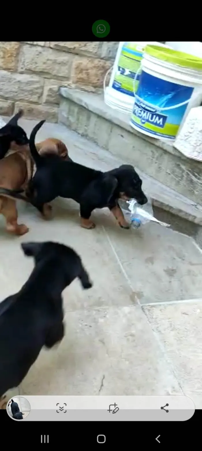 Cachorro ra a Mux daschund  idade 2 a 6 meses nome Filhotes 