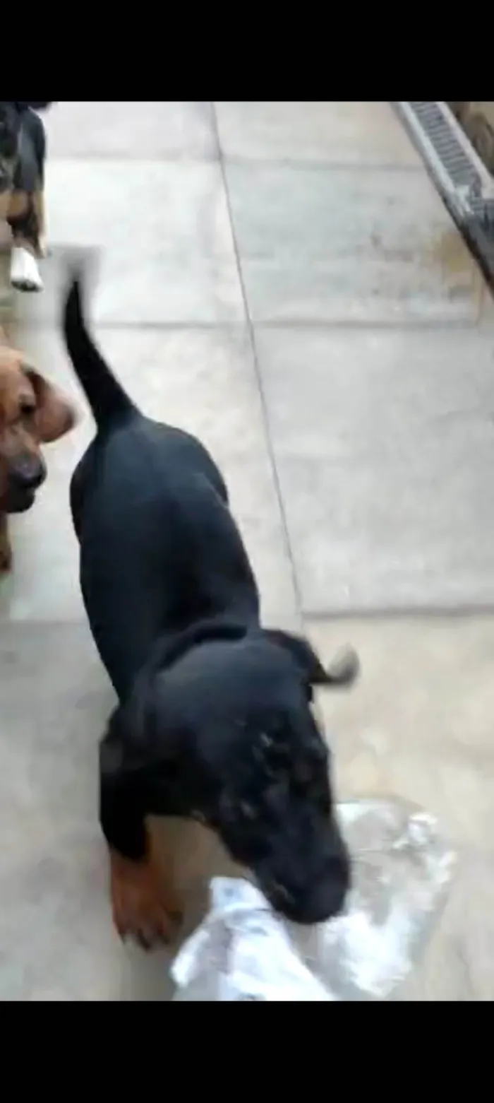 Cachorro ra a Mux daschund  idade 2 a 6 meses nome Filhotes 