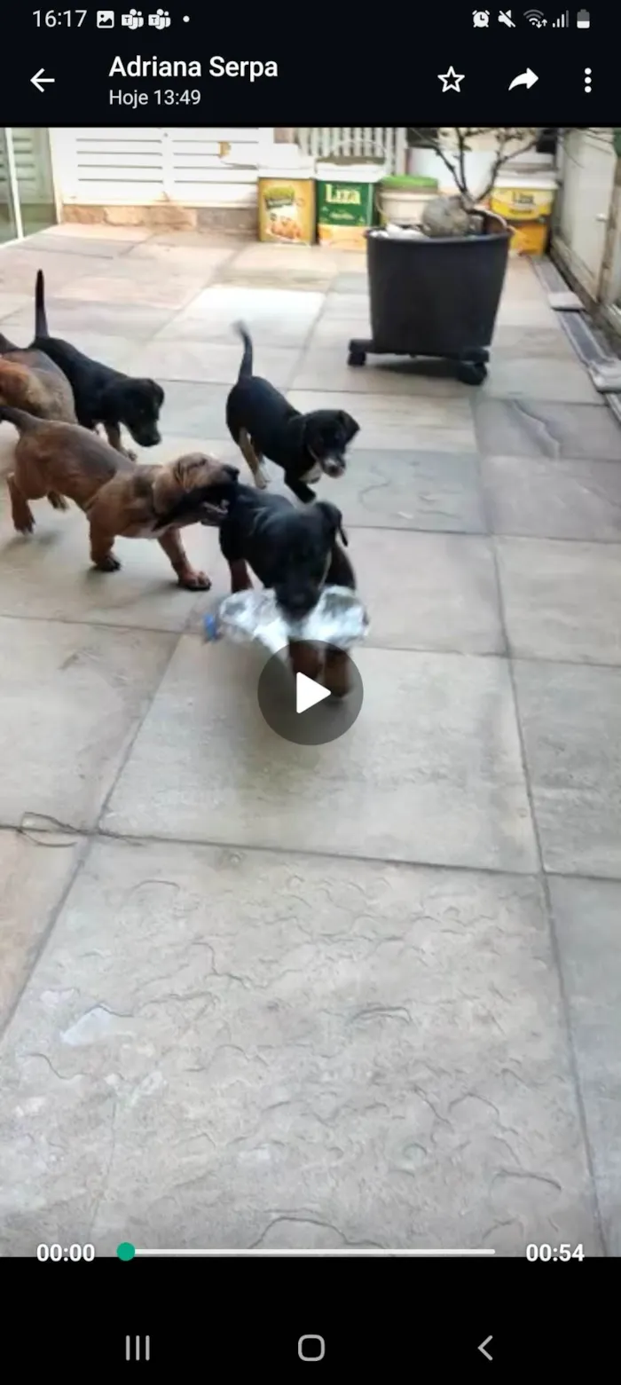 Cachorro ra a Mux daschund  idade 2 a 6 meses nome Filhotes 