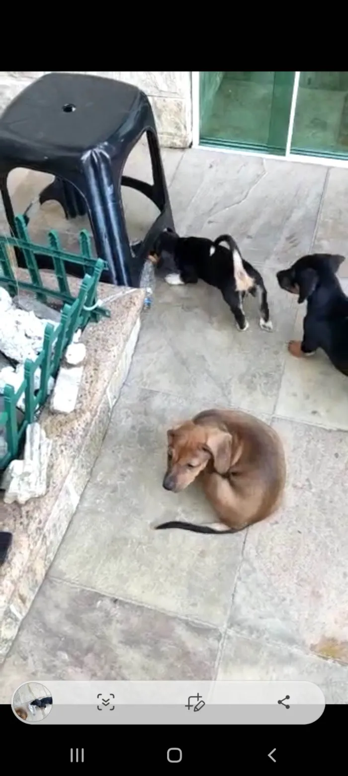 Cachorro ra a Mux daschund  idade 2 a 6 meses nome Filhotes 