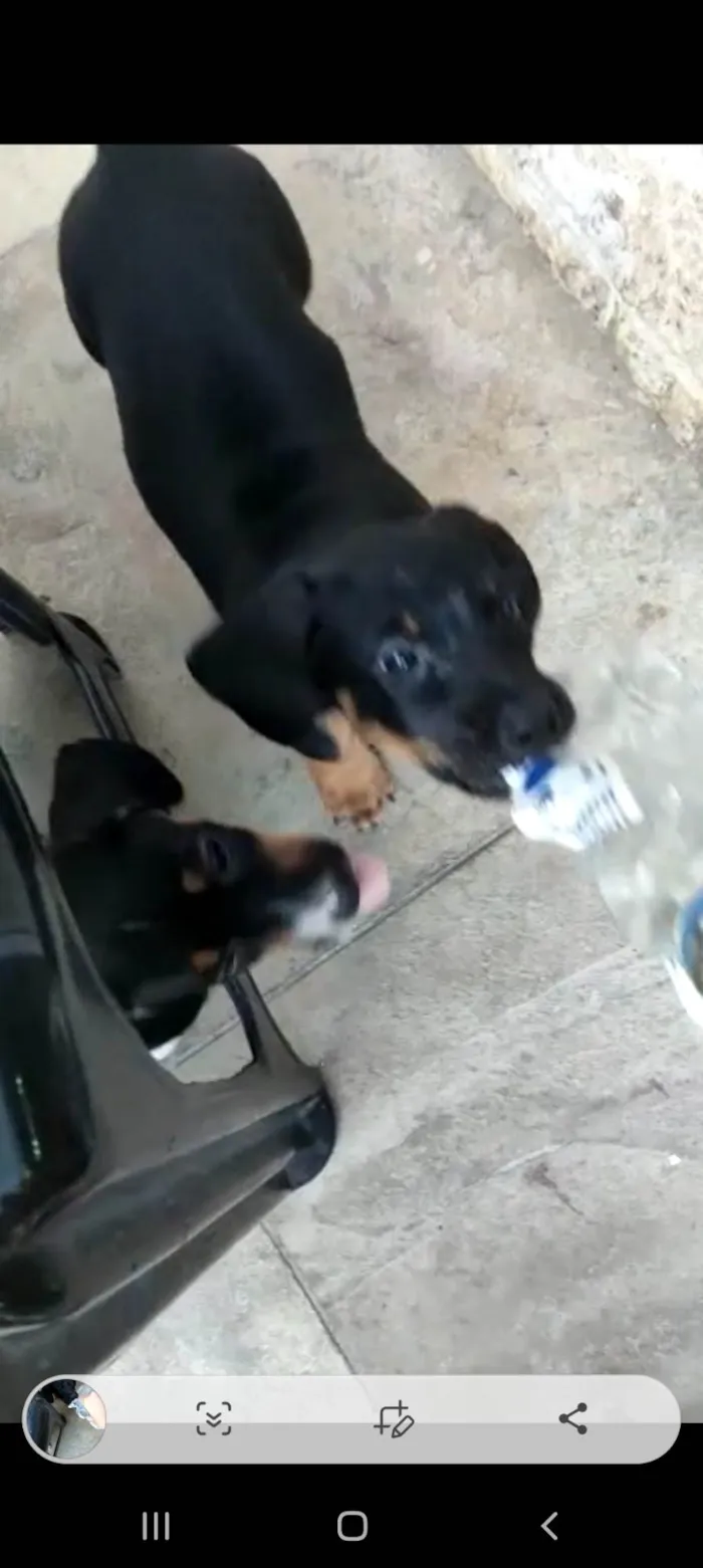 Cachorro ra a Mux daschund  idade 2 a 6 meses nome Filhotes 
