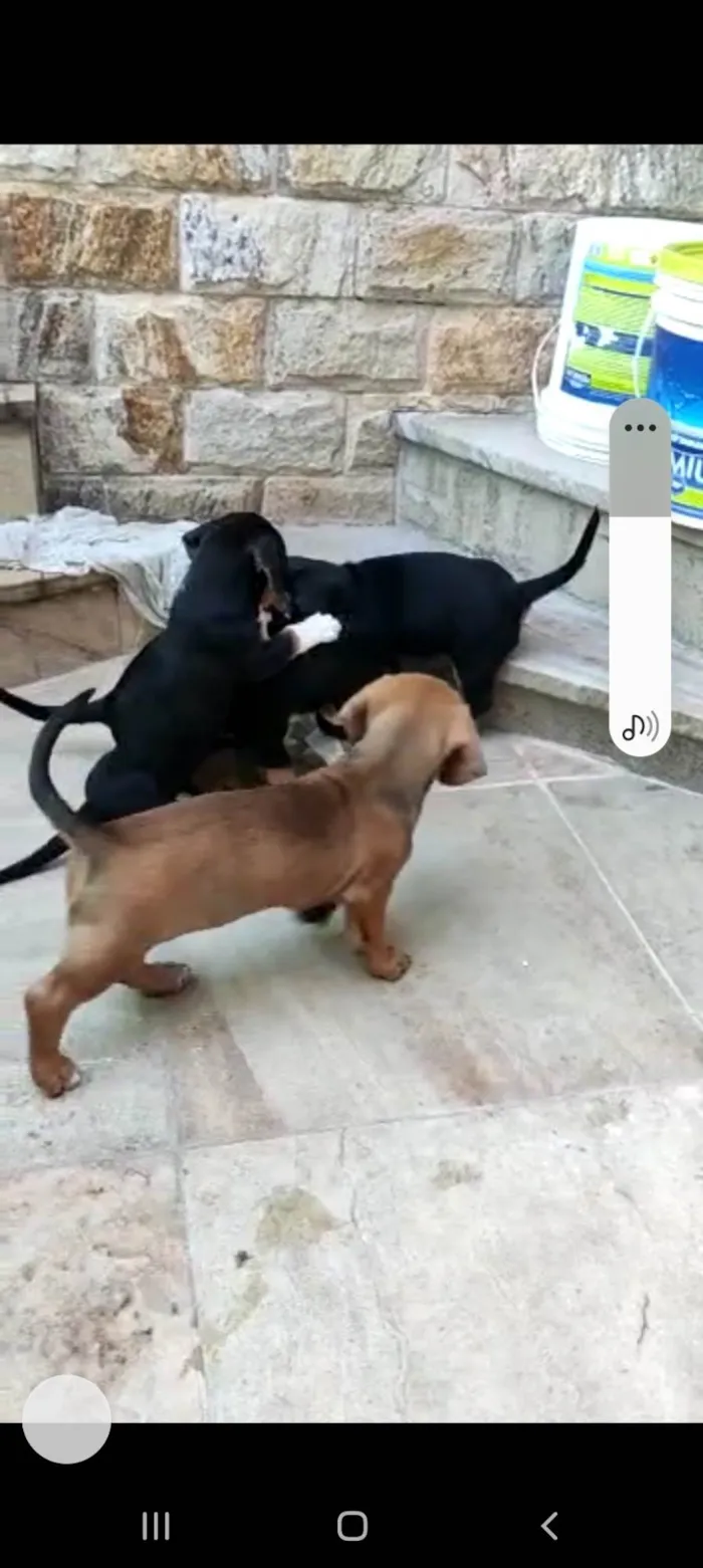 Cachorro ra a Mux daschund  idade 2 a 6 meses nome Filhotes 