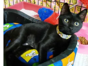 Gato raça SRD-ViraLata idade 2 a 6 meses nome Núbia