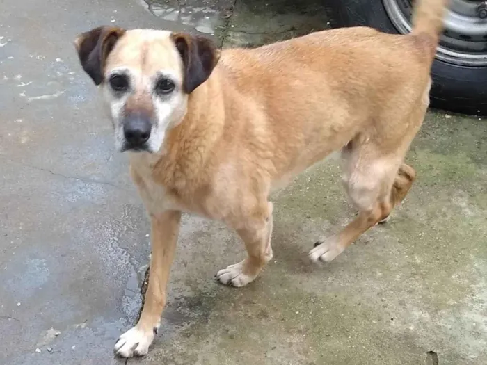 Cachorro ra a Indefinido  idade 4 anos nome Vitória/ laura