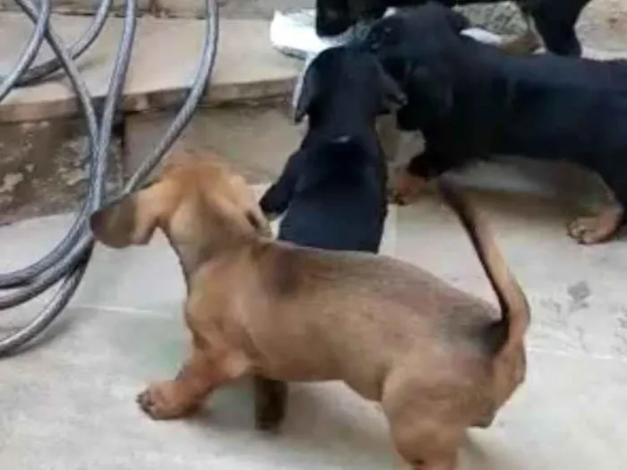 Cachorro ra a Mux daschund  idade 2 a 6 meses nome Filhotes 