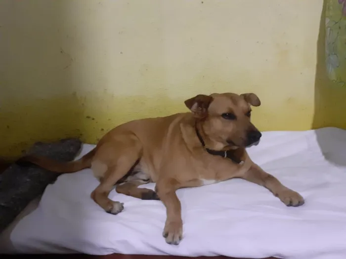 Cachorro raça SRD-ViraLata idade 3 anos nome MALOCA