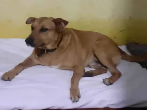 Cachorro raça SRD-ViraLata idade 3 anos nome MALOCA