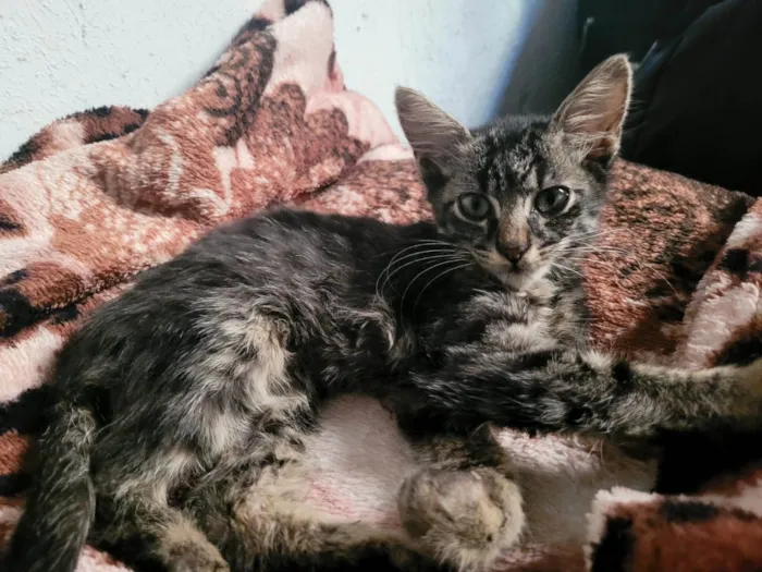 Gato ra a SRD-ViraLata idade 2 a 6 meses nome Romeu