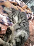 Romeu
