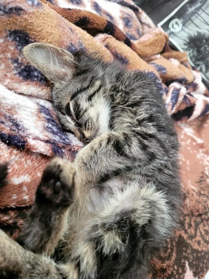 Gato ra a SRD-ViraLata idade 2 a 6 meses nome Romeu
