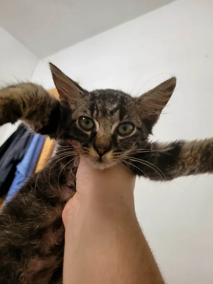 Gato ra a SRD-ViraLata idade 2 a 6 meses nome Romeu