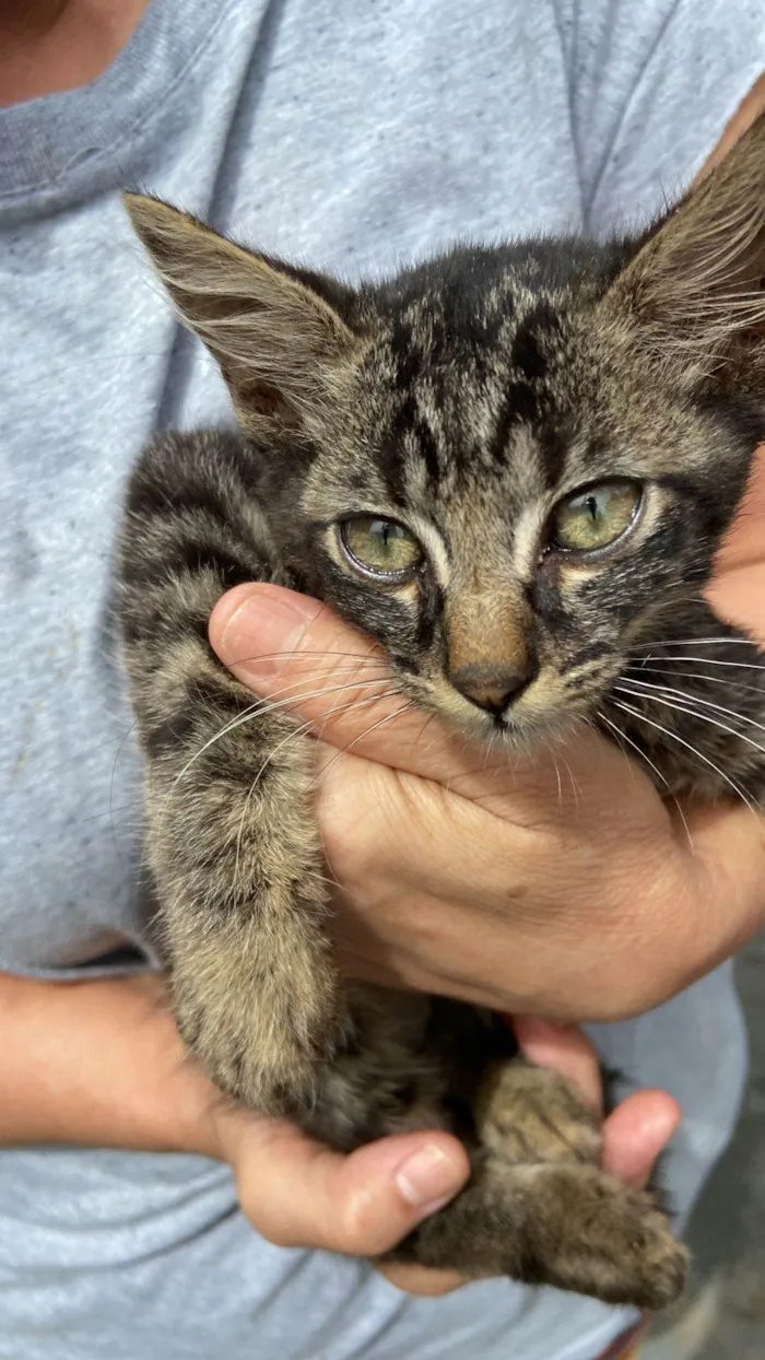Gato ra a SRD-ViraLata idade 2 a 6 meses nome Romeu
