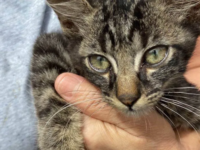 Gato ra a SRD-ViraLata idade 2 a 6 meses nome Romeu